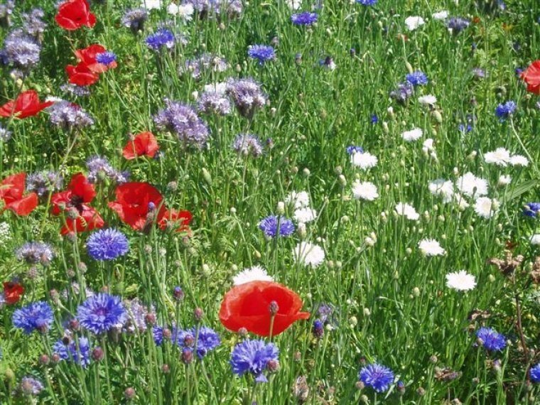 van-dijke-zaden-Sint-Annaland-eenjarig-bloemenmengsel-in-de-kleuren-rood-wit-en-blauw-met-oa-Korenbloem-Klaproos-en-Phacelia