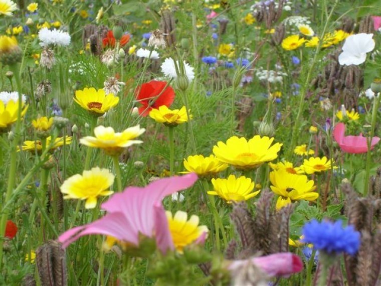 van-dijke-zaden-Sint-Annaland-eenjarig-bloemenmengsel-met-oa-Gele-Ganzebloem-Korenbloem-Lavatera-en-Klaproos