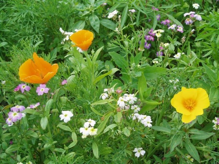 van-dijke-zaden-Sint-Annaland-eenjarig-bloemenmengsel-met-oa-Slaapmuts-Strandviolier-en-Collinsia