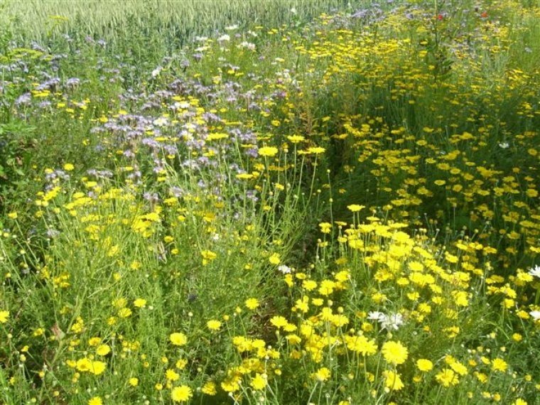 van-dijke-zaden-Sint-Annaland-meerjarig-bloemenmengsel-met-oa-Gele-Kamille-en-vroege-Margriet
