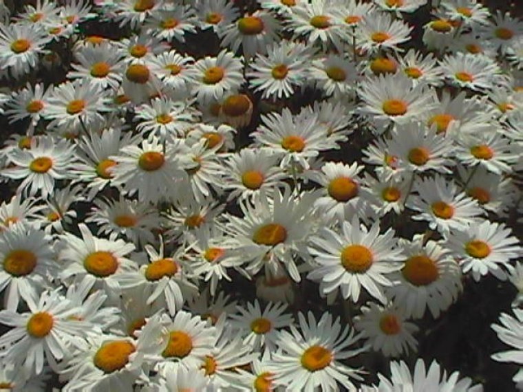 van-dijke-zaden-Sint-Annaland-Chrysanthemum-Meikoningin