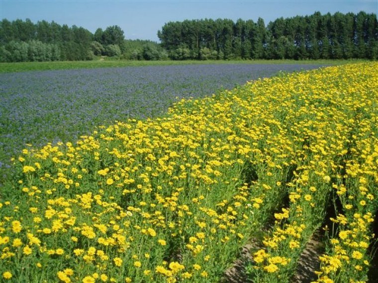 van-dijke-zaden-Sint-Annaland-Chrysanthemum-segetum