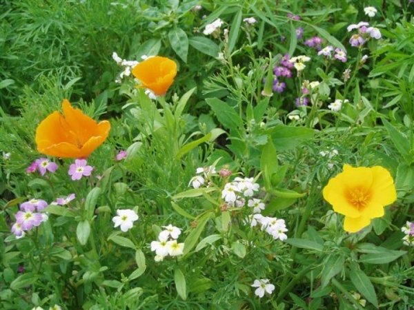 van-dijke-zaden-Sint-Annaland-eenjarig-bloemenmengsel-met-oa-Slaapmuts-Strandviolier-en-Collinsia